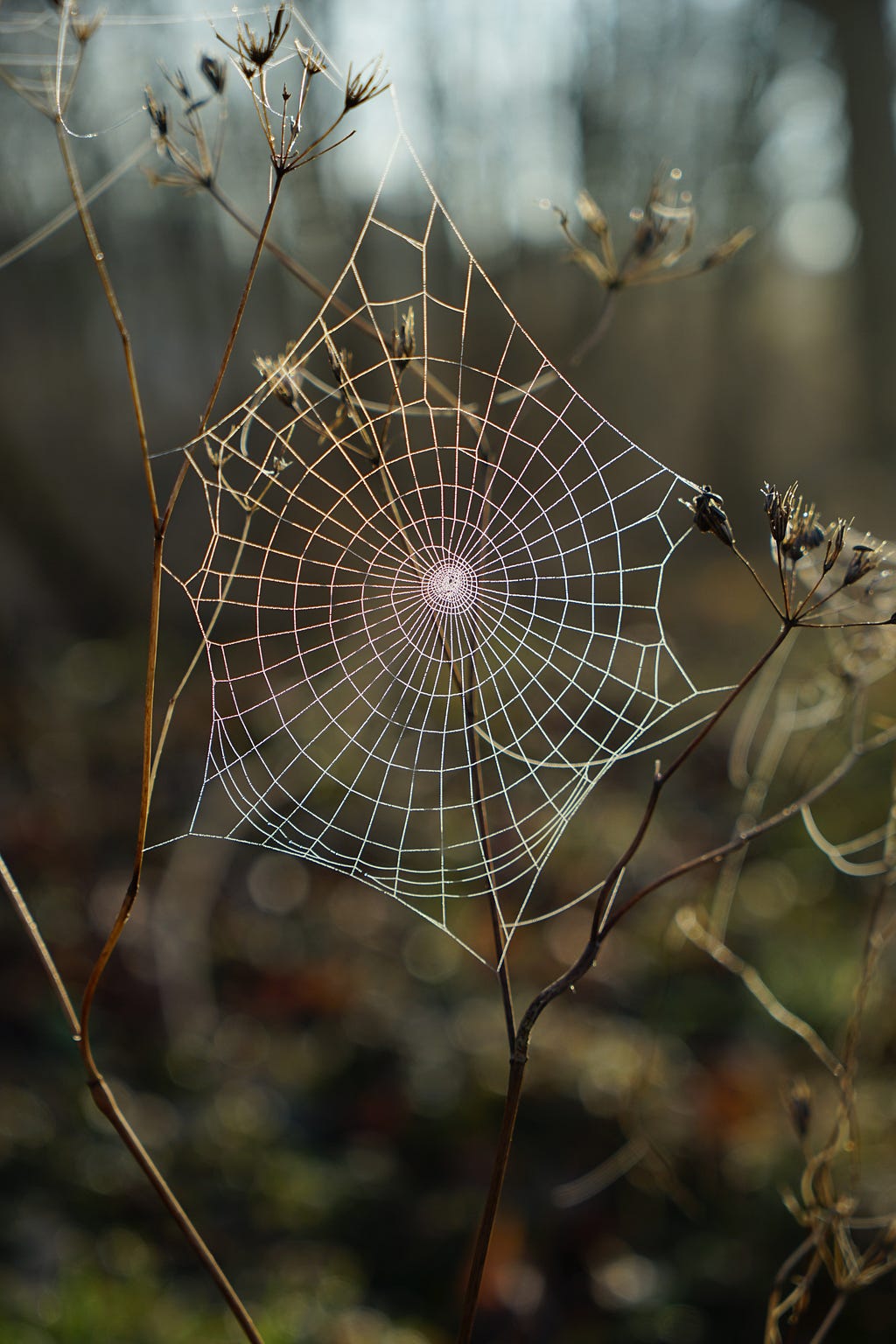 A dew-laden photo of a spiderweb; a metaphor for the connection and reciprocity we want to achieve in the way we create shared space for learning.