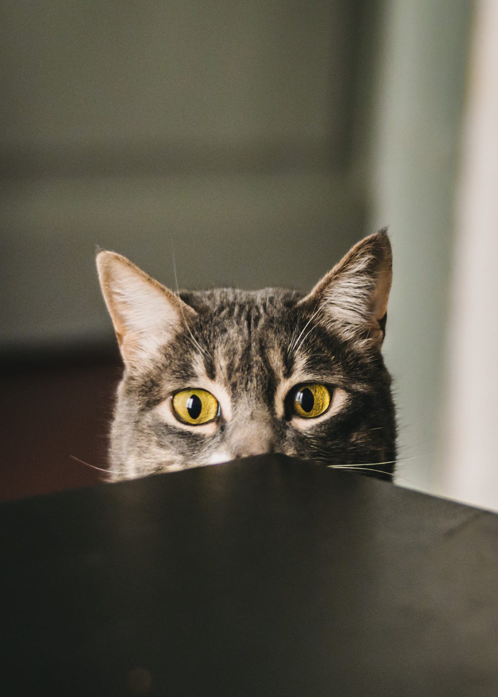 Cat peeking over the top of a table