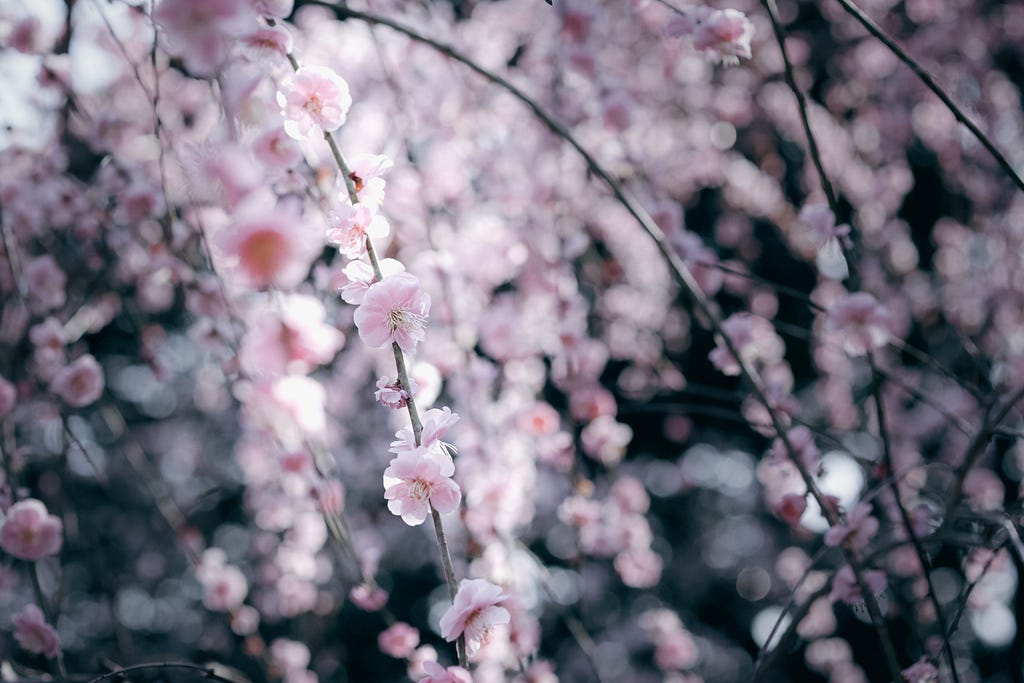 Plum flowers in blossom.