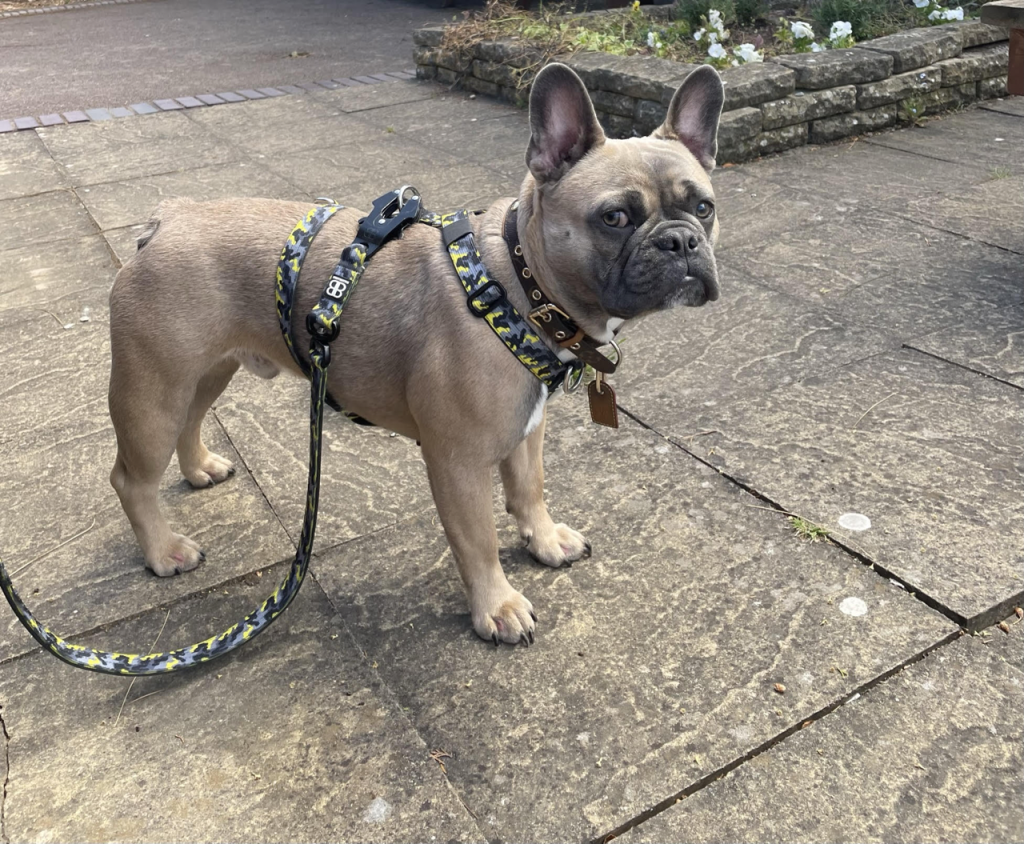 Bully Billows Mini Tri Harness - Top Frenchie