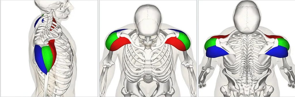 Shoulder anatomy skeletal collage of images