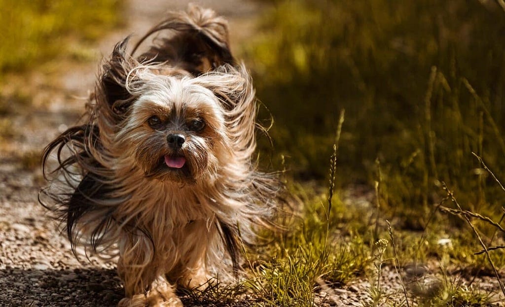 yorkshire terrier