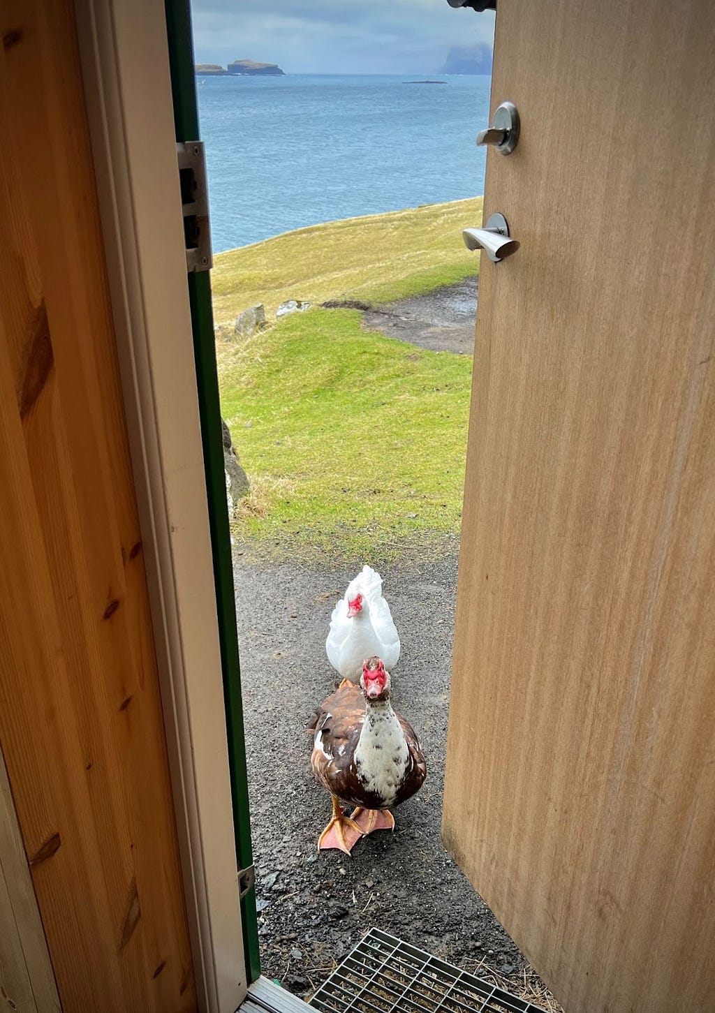 Morning visitors at Kaja’s Faroese Airbnb.