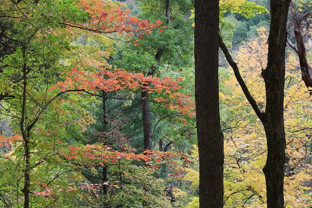 Wooded area featuring a tree with red leaves