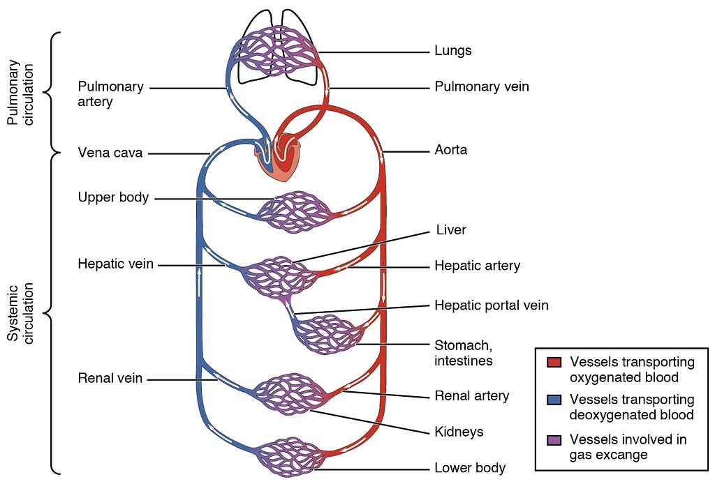 A diagram of the circulatory system, showing connections and interfaces between vessels transporting oxygenated versus de-oxygenated blood.