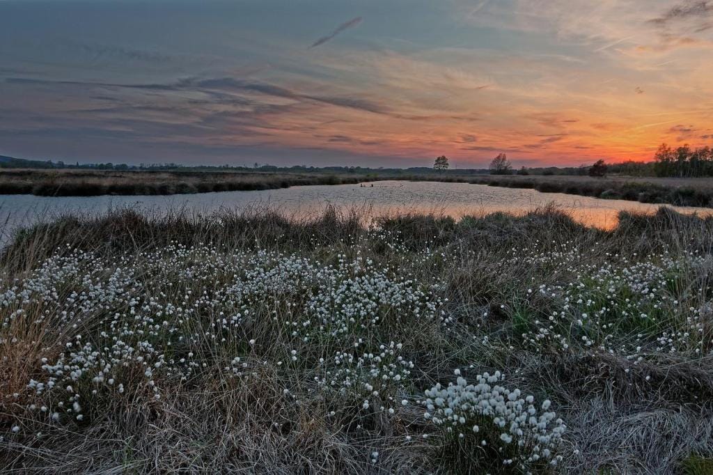 A peat moor with cotton grass and a stretch of water