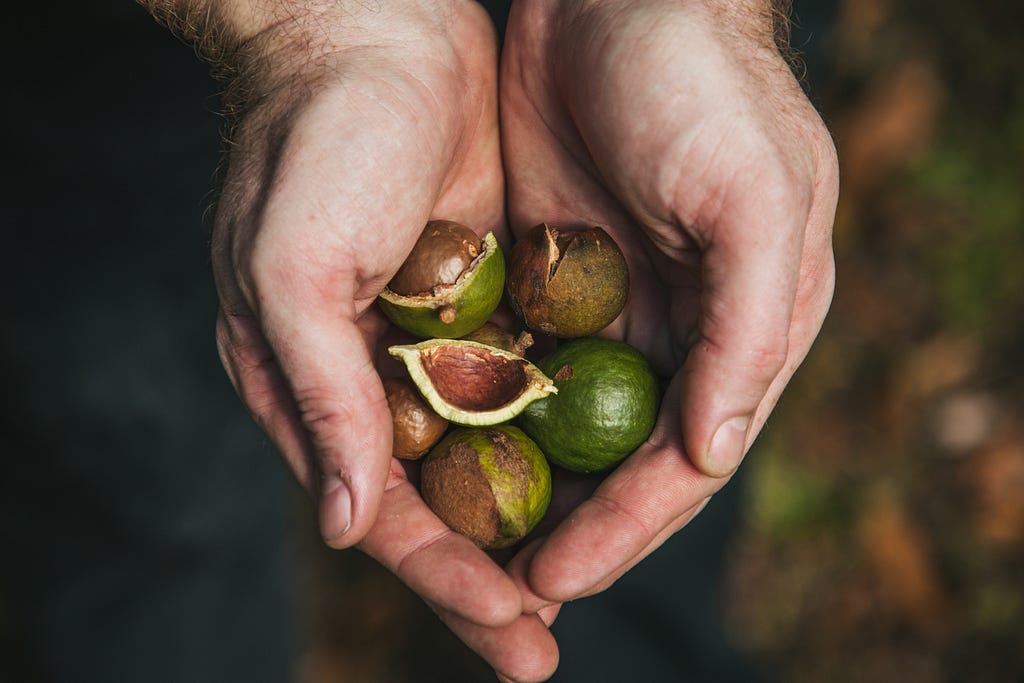 Two hands cupped together cradle freshly picked macadamia nuts.