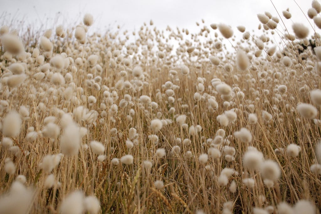 A photo of a cotton field