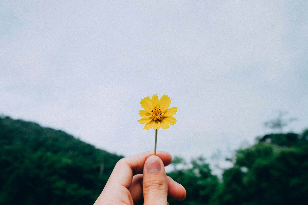 Photo of a hand with a little yellow wildflower, in the background there is a green mountain with trees and a cloudy sky.