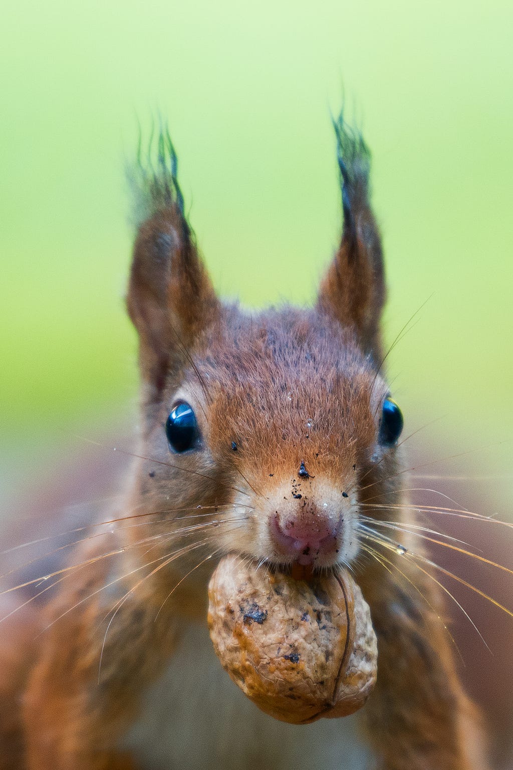 Portrait of a red squirrel, with its ears pointed straight-up and staring directly at the camera