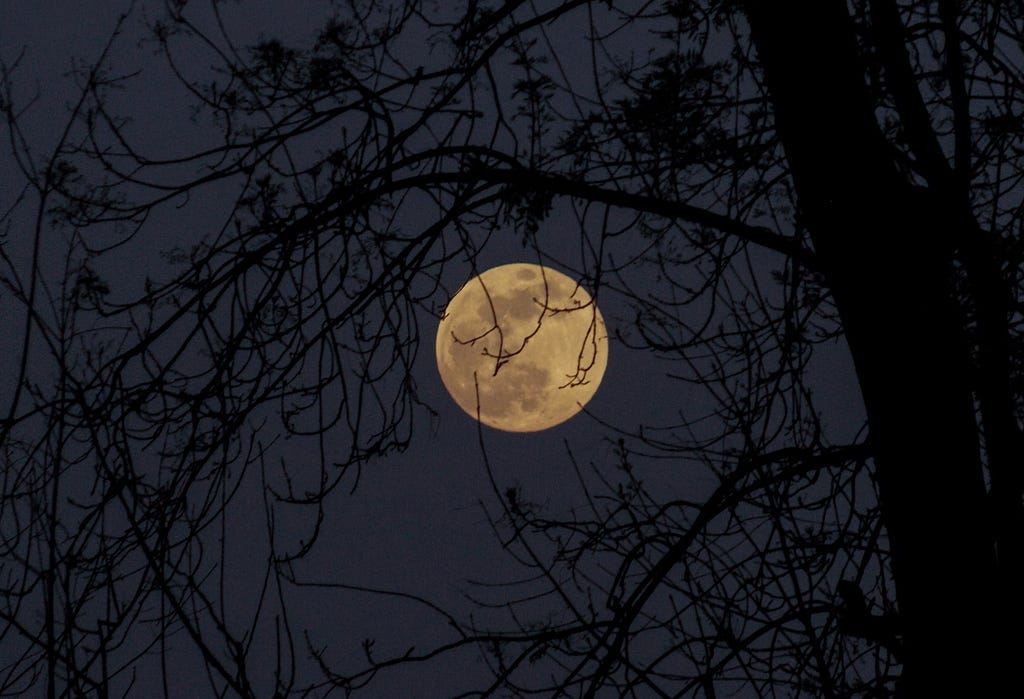 Full moon through bare branches