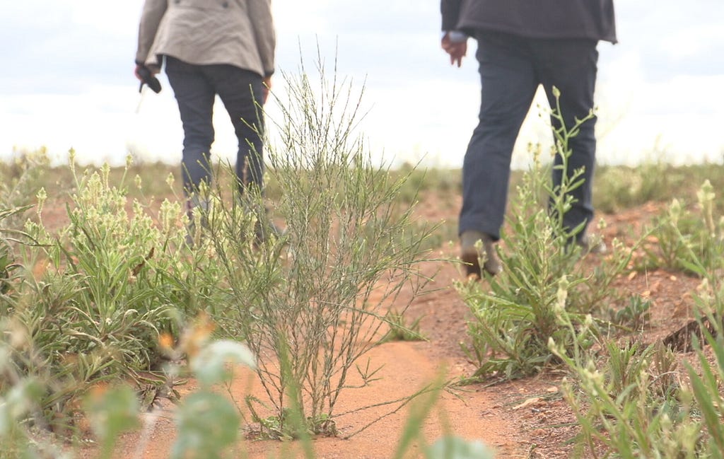 Two people walking in a shrubby, desert landscape.