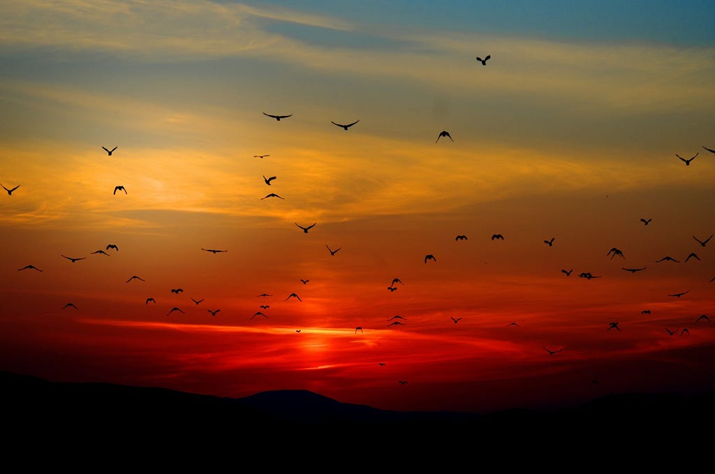 black silhouettes of birds flying across a red, orange, and yellow sunset sky