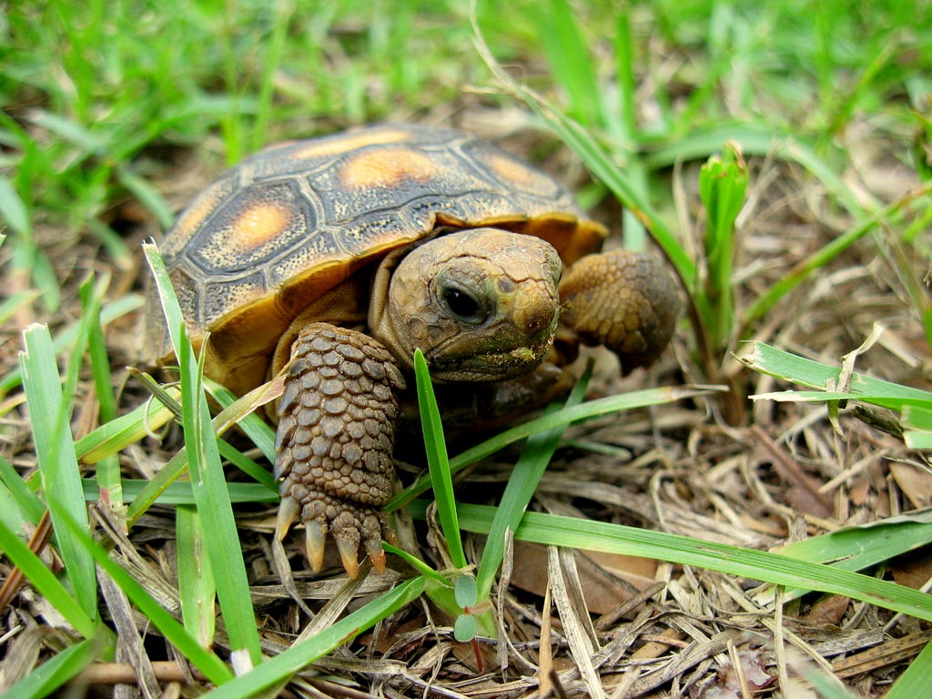 Juvenile Gopher Tortoise