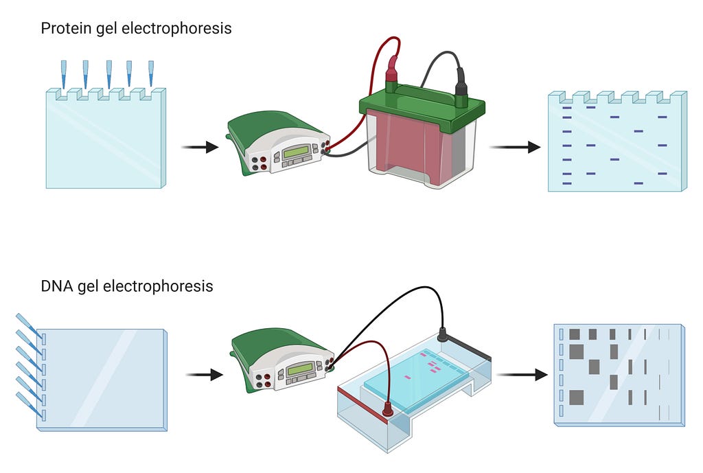 Fig 4. Comparison between protein and DNA gel electrophoresis from