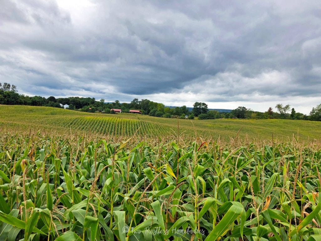 Farmland seen from the trail ride with Painted Bar Stables