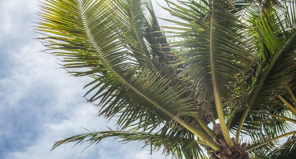 A palm tree with a partly cloudy sky