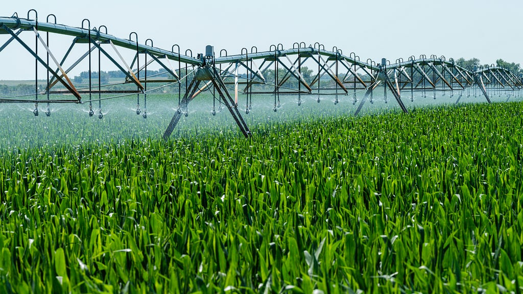 Farming irrigation sprayer watering a lush green field of corn