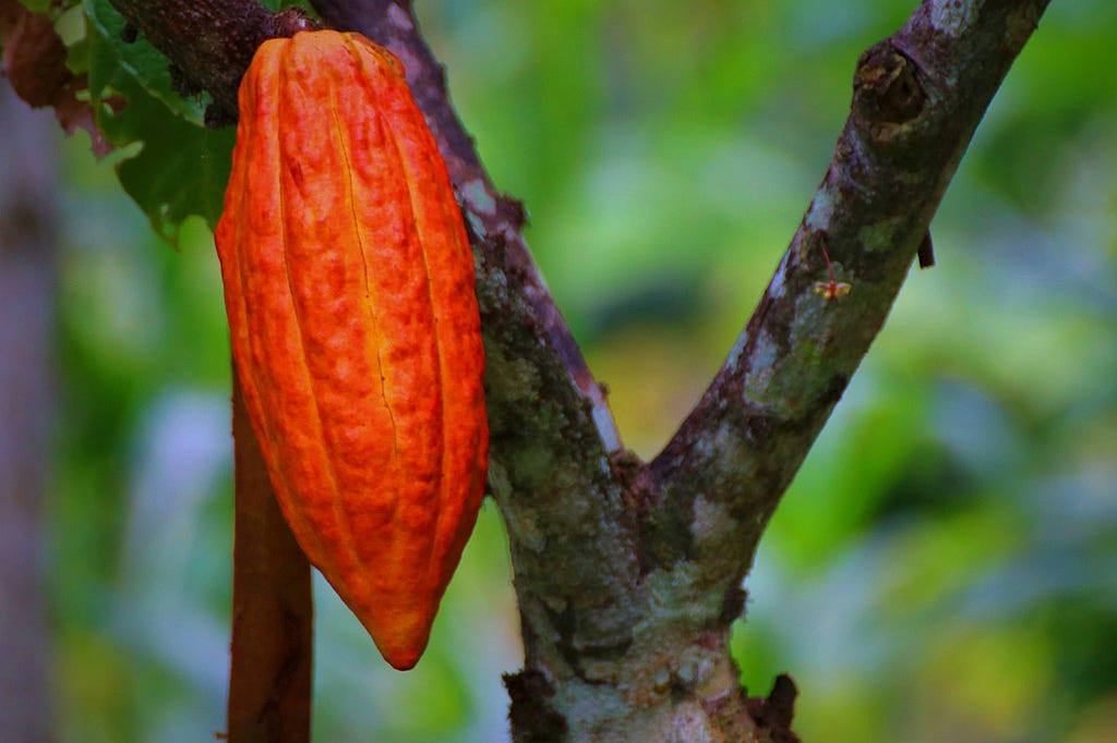 dark chocolate, cacao fruit benefits