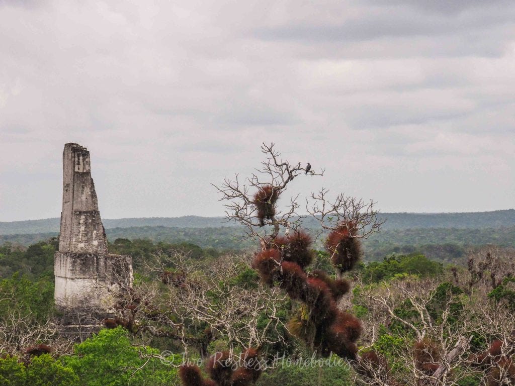 Tikal Gray-headed kite in ceiba tree near Mayan Ruins