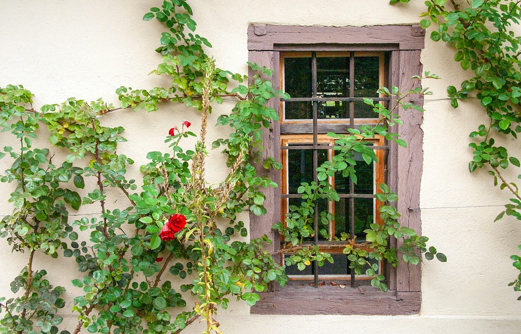 Best climbing roses for Home- Climbing Plant