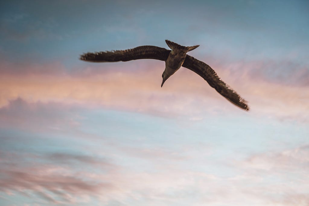 sea bird soaring in a summer sky