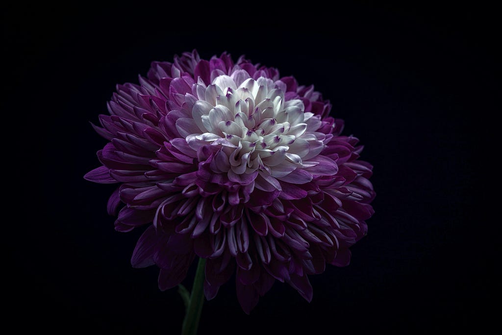 A white and purple petaled flower against a black backdrop.