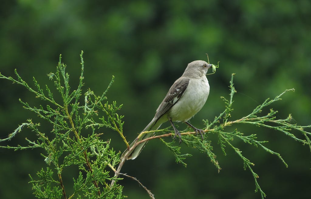 Mockingbird having a grasshopper for a snack on the top of cedar tree. Photo Credit: Michelle Smith, USFWS.