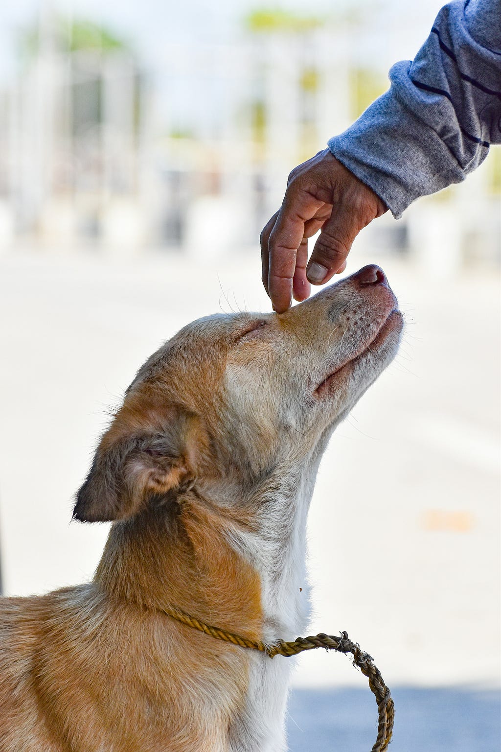 A hand is about to pet the snout of a street dog whose head is leaned back, and eyes are closed.