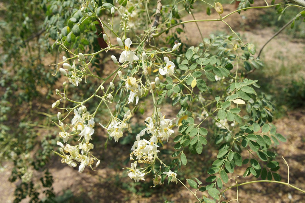 A flowering Moringa (drum-stick) tree