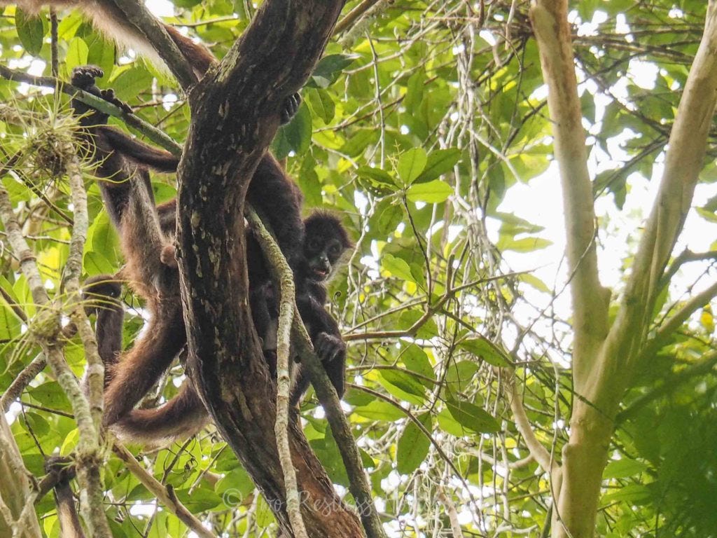 Spider monkey looking at the camera, Tikal Guatemala