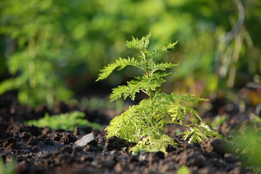 Artemisia Annua