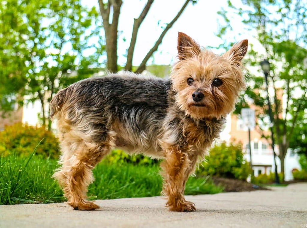 yorkie