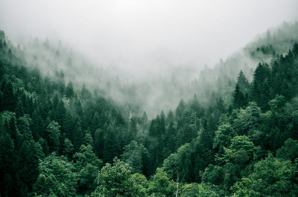 A misty forest scene