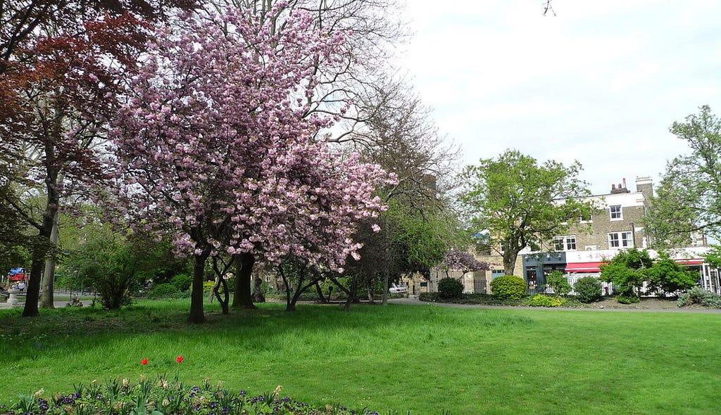 Park with green grass and tree with pink blossoms