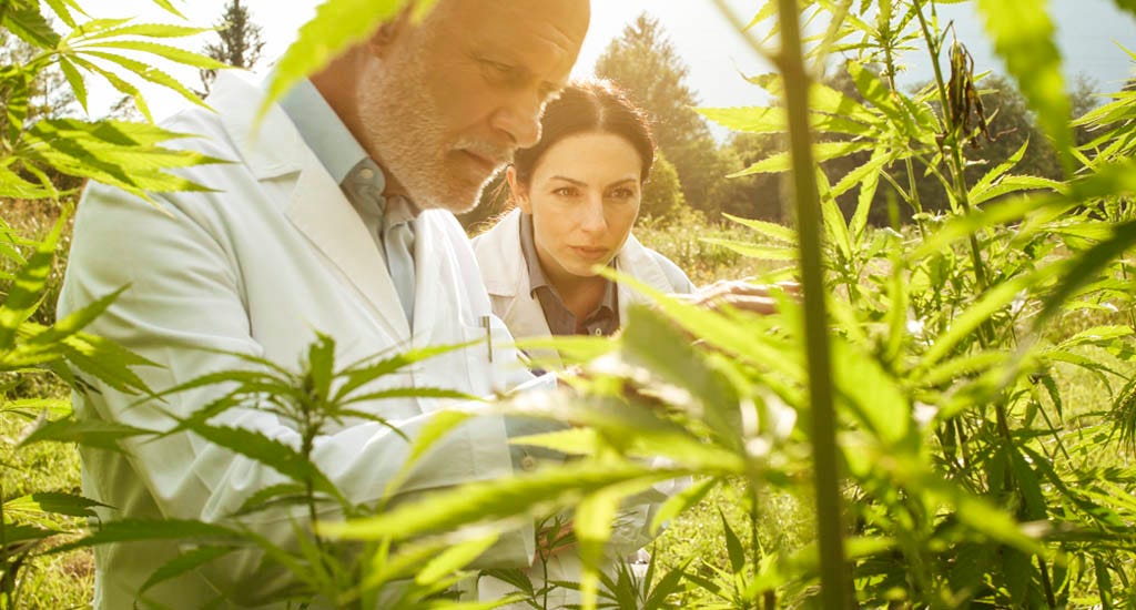 Professional researchers working in a hemp field