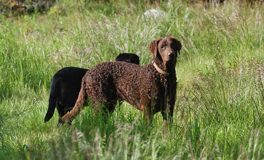 The curly-haired retriever is a little calmer and more independent than other retriever breeds.