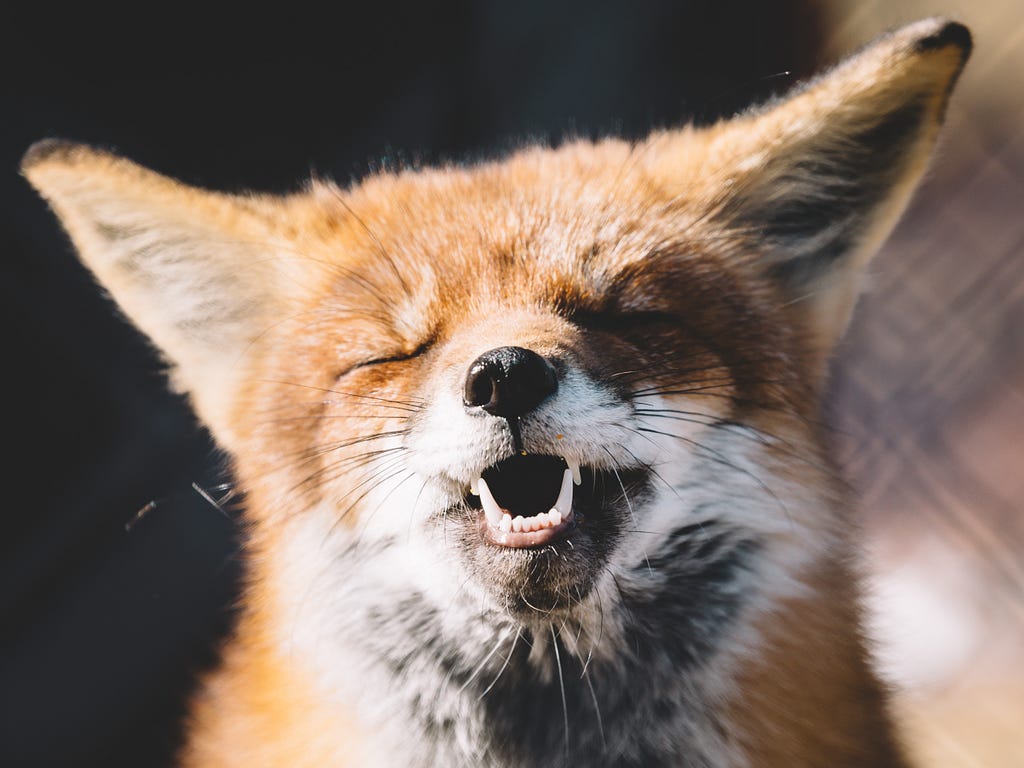 Fox with its eyes shut and mouth slightly open, showing what looks like a grin with teeth