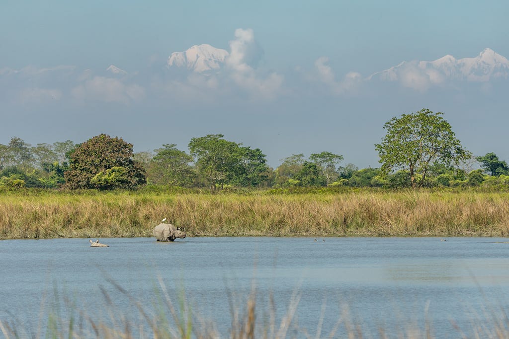 Two one-horned rhinos bathing in a water body with yellow-ed fields and a few trees