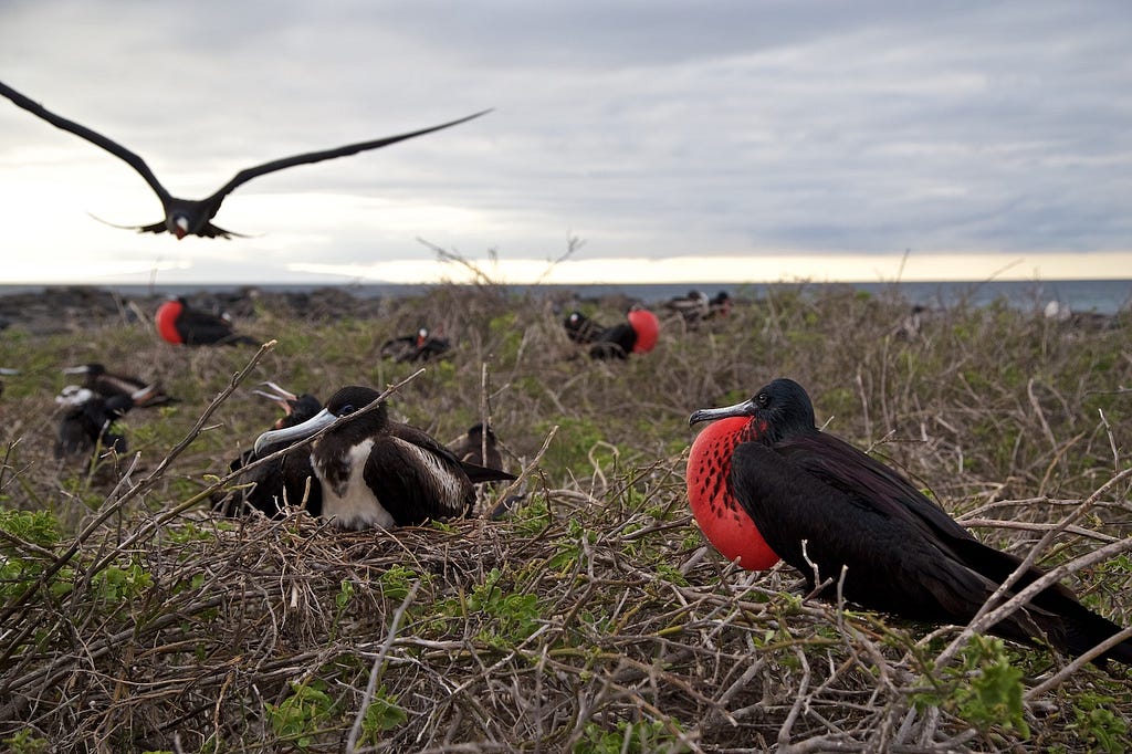 Photos Of The Galápagos Image: Male and female frigatebirds fly to and sit at a nesting site.