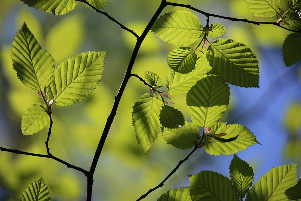 A beech tree with new green leaves