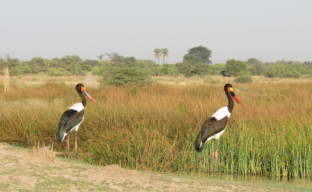 Two saddle bill storks in the grass in the Kalahari