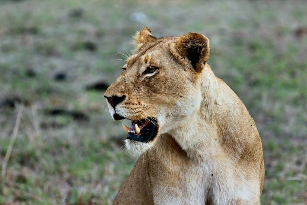 siberian tiger vs. african lion