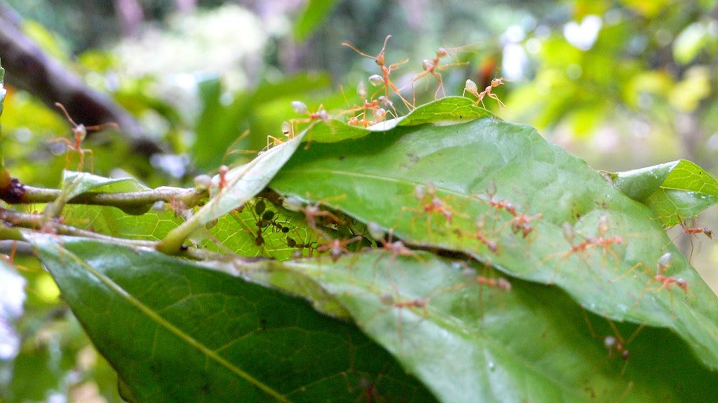 Green tree ants on a leaf, Daintree rainforest, northern Australia (author’s photo)