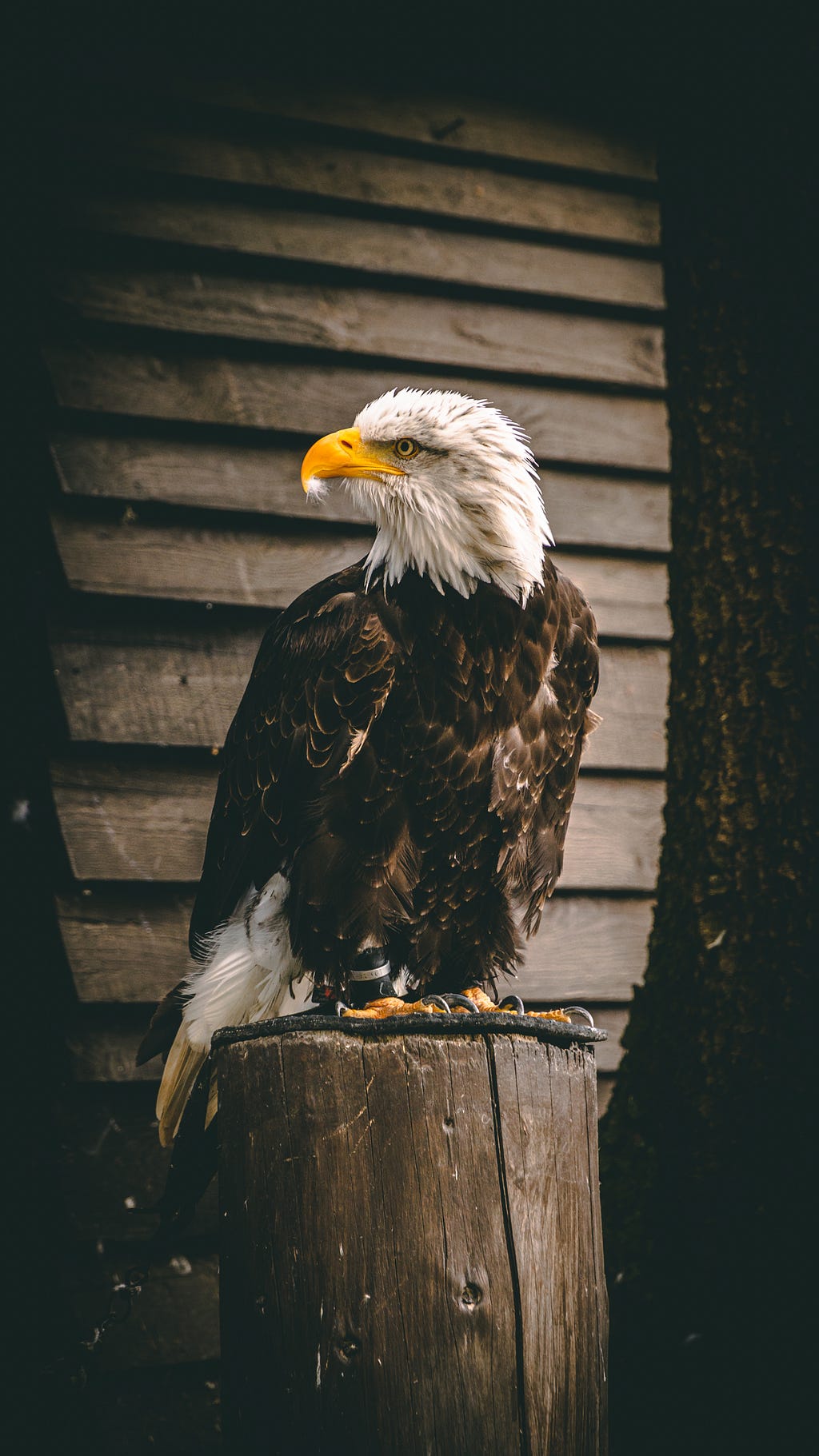 Bald eagle resting on a post.