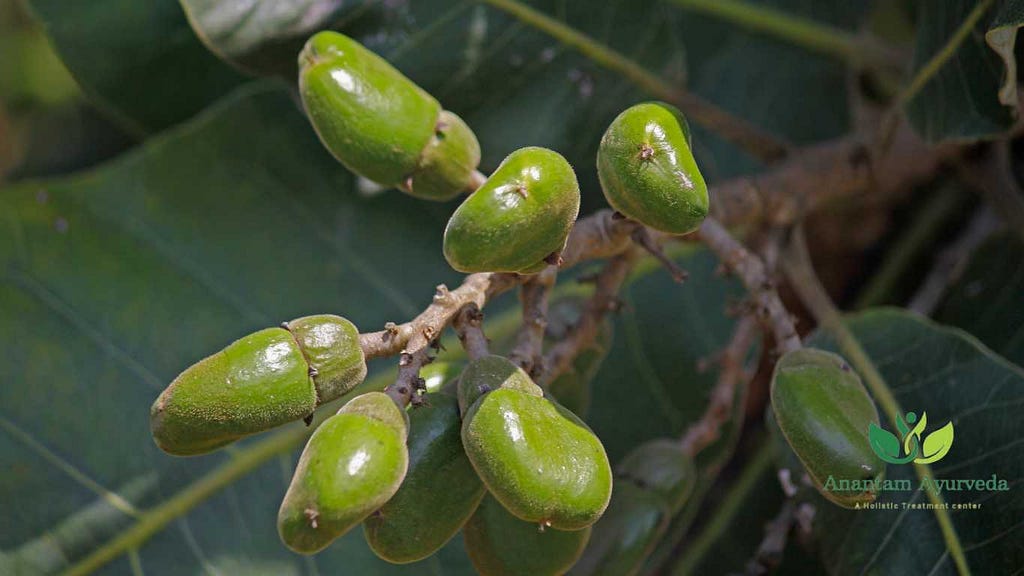 Bhilawa/Bhallataka (Semecarpus anacardium)
