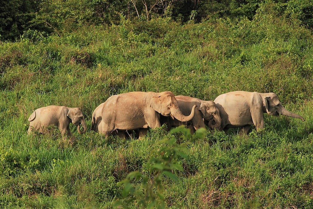 A small herd of elephants grazing.