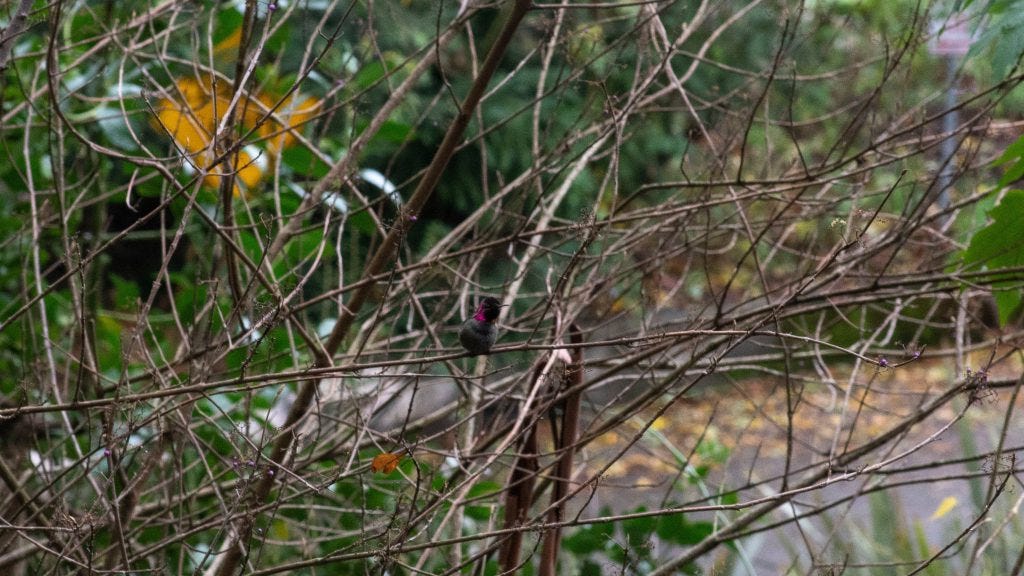 a tiny hummingbird with a reddish neck sitting on a treebranch