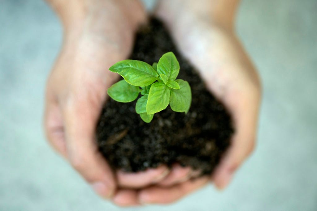 a plant in both hands filled with the soil