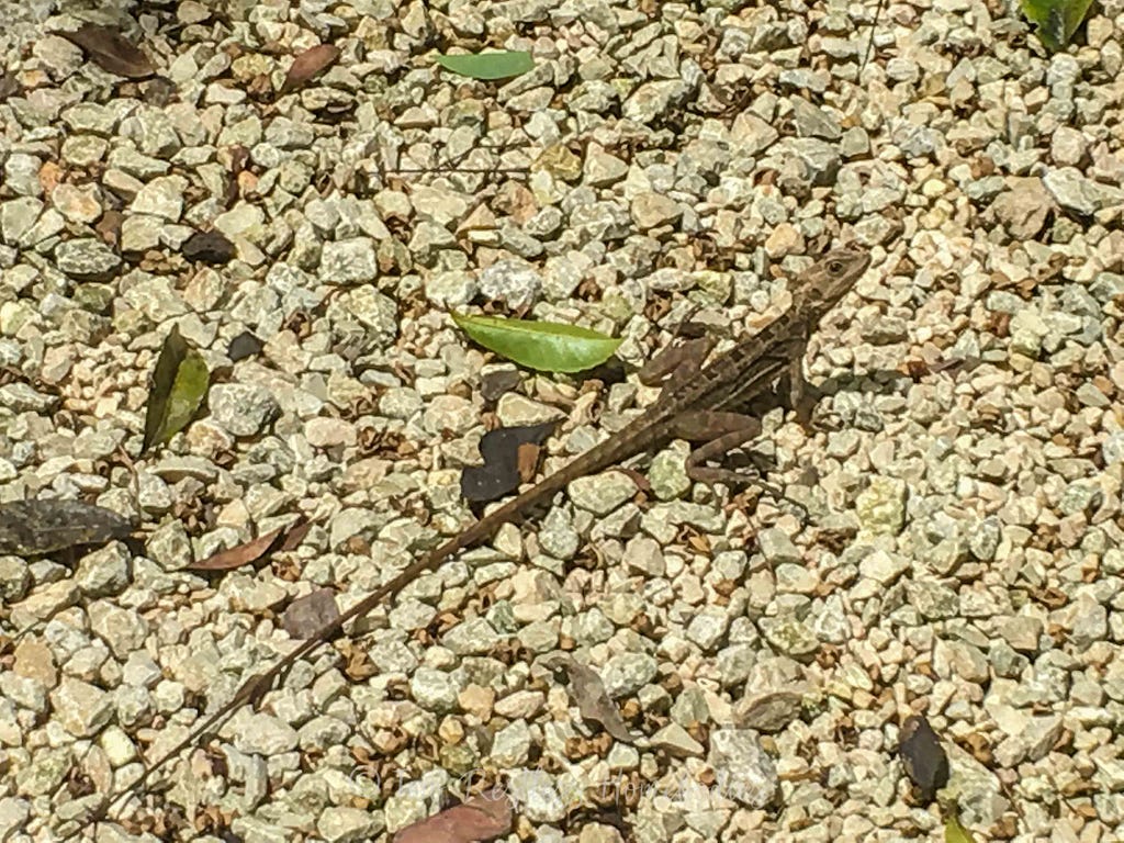 Cute little lizard at Caves Branch in Belize